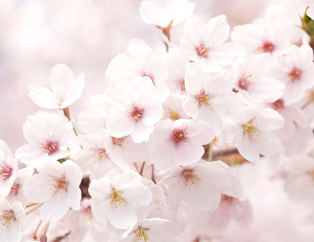 فوم شکوفه گیلاس اینیسفری